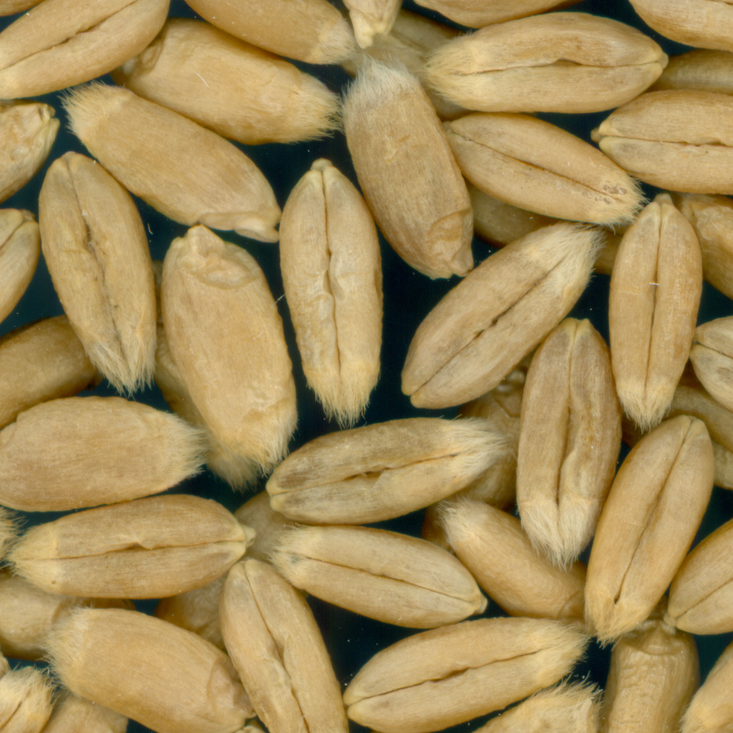 KERNELS